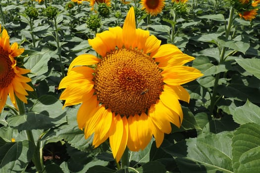 The Helianthus sunflower is a genus of plants in the Asteraceae family. Annual sunflower and tuberous sunflower. Agricultural field. Blooming bud with yellow petals. Furry leaves One big flower