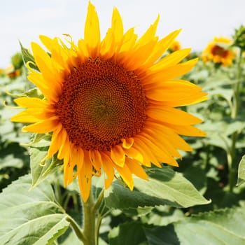 The Helianthus sunflower is a genus of plants in the Asteraceae family. Annual sunflower and tuberous sunflower. Agricultural field. Blooming bud with yellow petals. Furry leaves One big flower