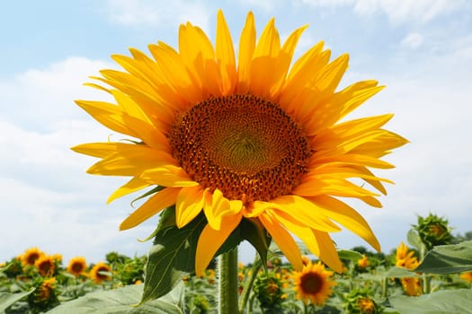 The Helianthus sunflower is a genus of plants in the Asteraceae family. Annual sunflower and tuberous sunflower. Agricultural field. Blooming bud with yellow petals. Furry leaves. Serbia agriculture