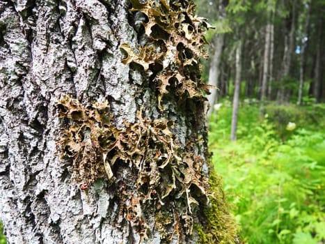 Moss and lichens on the bark of a tree in a spruce taiga forest. Karelia, Orzega. Lobaria Lobaria is a genus of lichenized ascomycetes belonging to the Lobariaceae family. Thallus foliose.