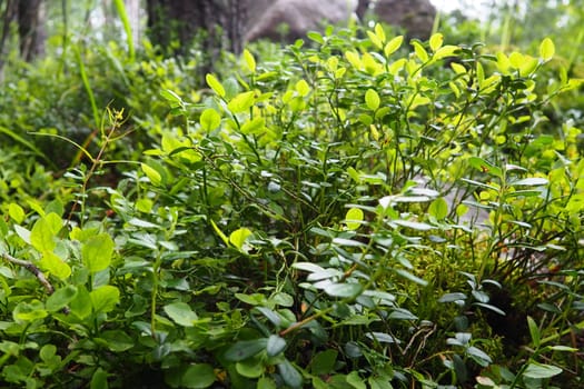 Blueberry, or Blueberry myrtle Vaccinium myrtillus, a low-growing shrub, a species of the genus Vaccinium of the family Heatheraceae. Forest wild blue purple berries and green leaves. Picking berries