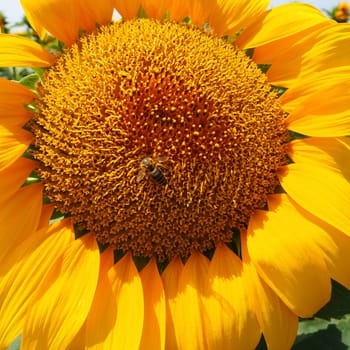 The Helianthus sunflower is a genus of plants in the Asteraceae family. Annual sunflower and tuberous sunflower. Agricultural field. Blooming bud with yellow petals. Furry leaves One big flower. A bee