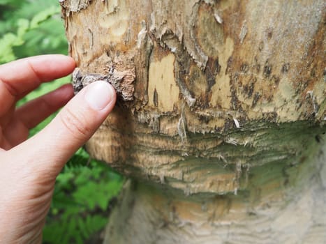A tree gnawed by a beaver. Damaged bark and wood. The work of a beaver for the construction of a dam. Taiga, Karelia. Hunting and fishing. Vital activity of forest European animals. Woman's hand