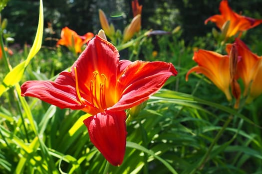 Hemerocallis hybrid Anzac is a genus of plants of the Lilaynikov family Asphodelaceae. Beautiful red lily flowers with six petals. Long thin green leaves. Flowering and crop production as a hobby.