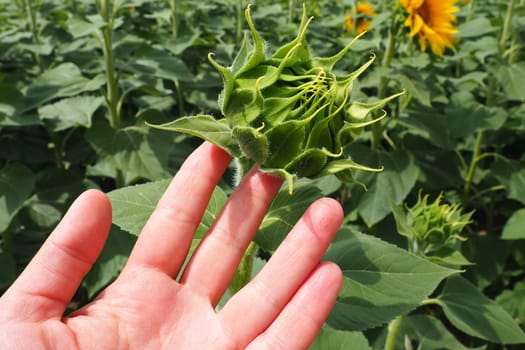 A woman's hand holds and shows an unopened sunflower bud. The Helianthus sunflower is a genus of plants in the Compositae family. Annual sunflower and tuberous sunflower. Agricultural field.