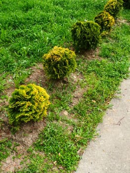 Sheared thuja on the lawn. Shaping the crown of thuja. Garden and park. Floriculture and horticulture. Landscaping of urban and rural areas. Yellow-green leaves and needles of coniferous plant.