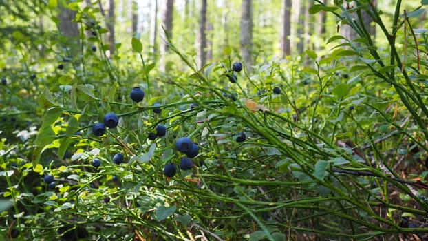 Blueberry, or Blueberry myrtle Vaccinium myrtillus, a low-growing shrub, a species of the genus Vaccinium of the family Heatheraceae. Forest wild blue purple berries and green leaves. Picking berries