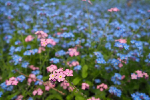 Forget-me-nots. Myosotis flowering blue pink plants in the family Boraginaceae. Forget-me-nots or scorpion grasses. Myosotis alpestris flowers for decorating lawns and flower beds. Garden landscape