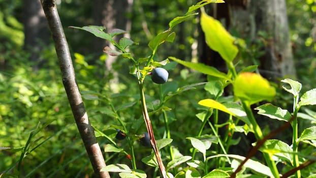 Blueberry, or Blueberry myrtle Vaccinium myrtillus, a low-growing shrub, a species of the genus Vaccinium of the family Heatheraceae. Forest wild blue purple berries and green leaves. Picking berries