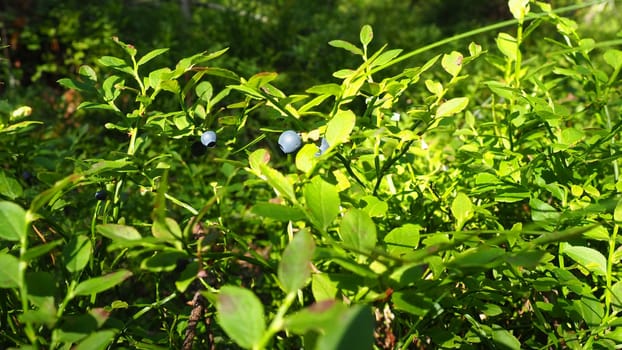 Blueberry, or Blueberry myrtle Vaccinium myrtillus, a low-growing shrub, a species of the genus Vaccinium of the family Heatheraceae. Forest wild blue purple berries and green leaves. Picking berries