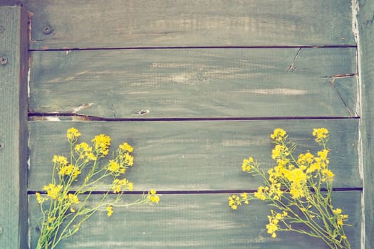 Yellow rapeseed flowers collected in a bunch or bouquet on wooden background. Wildflowers are arranged neatly on the table. Copy space and still life. Free space for text. Brassica napus Cabbageaceae