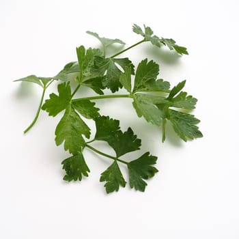 Petroselinum crispum, one- to two-year-old plant umbrella family Umbelliferae. Celery odorous, or Celery fragrant Apium graveolens is a biennial plant Apiaceae, a vegetable crop. White background