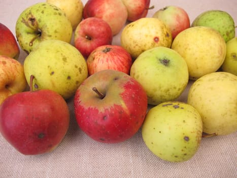 Weather apples, weather damaged apples with hail damage or sunburn from garden and meadow orchard