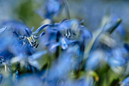 The flower bluestar in a soft light bokeh. nature photo. Flowers image