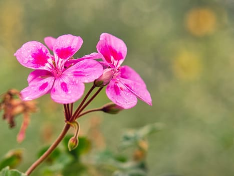 gorgeous geranium with beautiful bokeh in full splendor. nature photo. Flowers image