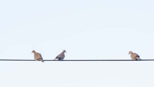 three pigeons sit on a wire and look