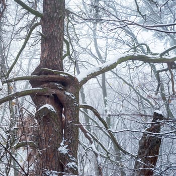 The tangle of the bare branches of an oak in winter snow covered