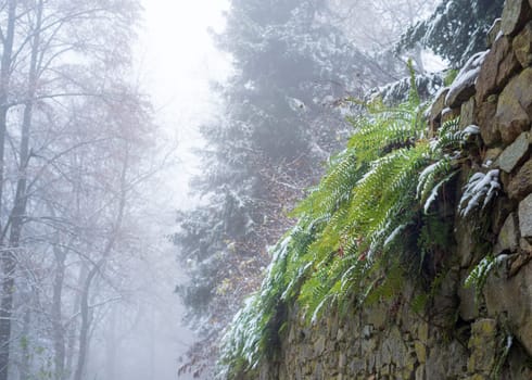 Fern on a wall with frost in winter