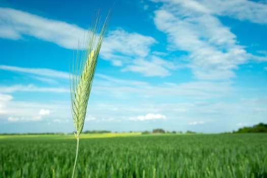 Large green ear of triticale against a field and sky, spring day