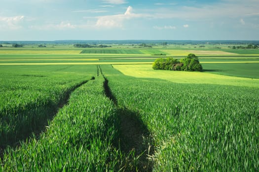 A path in green cereals and trees in the field, spring view