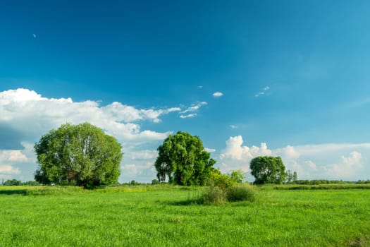 Green trees growing on a green meadow and white clouds on a blue sky, June day.