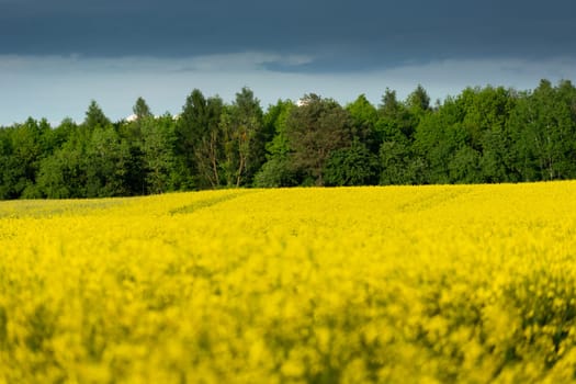 Green forest behind a field of yellow rape and a cloud on the sky, spring rural view, sharpness in the background