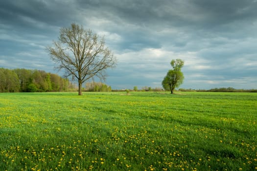 Trees growing in a green meadow with yellow flowers, spring day