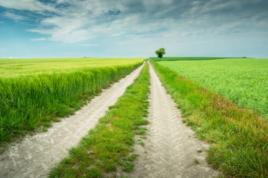 Rural road through farmland and a lone tree, spring day