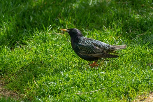 A common starling in the green grass, the bird looks up, sunny spring day