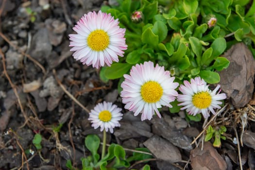 White and pink garden daisies - view from above