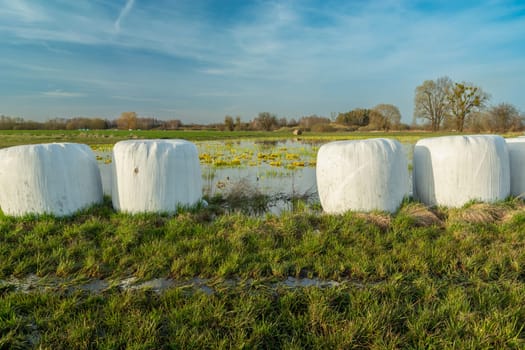 Grass silage in bales on a meadow, spring day