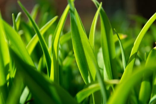Densely growing garden plants side view, spring day