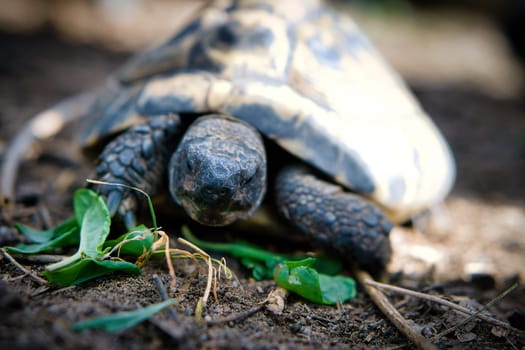Greek tortoise foraging on sandy substrate. Reptiles photo. Animal shot from nature