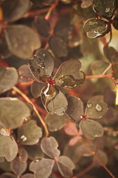 Clover in the forest. Clover leaves with water drops. Lucky symbol for 2023. plant photo from nature