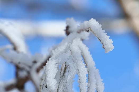 Ice crystals formed on branches and freeze in all directions. A richly textured and bizarre shapes were created. Winter shot from nature