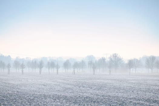 Winter landscape with trees on the edge of a field covered with snow. Winter landscape shot