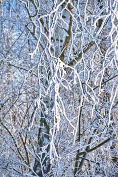 snowy birch forest on the outskirts of Berlin. Frost forms ice crystals on the branches. Clear, cold air and sun rays while walking.
