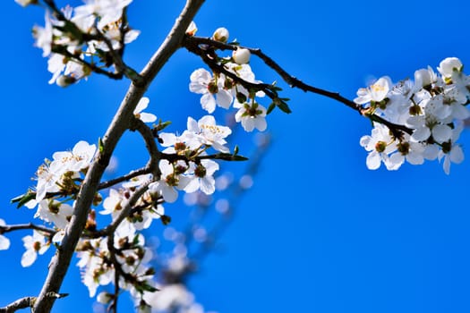 Branch with cherry blossom on fruit tree in garden. Blossom in spring. Background with bokeh. Blossoms photo from nature