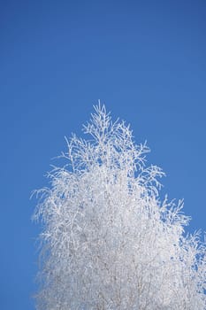Iced birch tree covered with snow. Frozen branches covered with ice crystals. Nature shot from tree