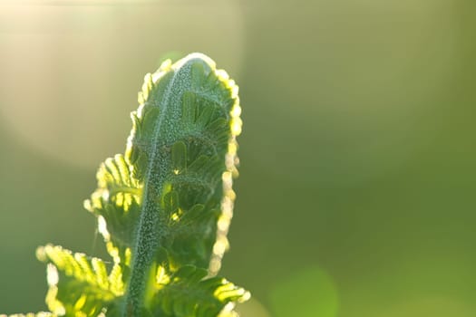 Fern snail with autumn light. Fern leaf in foreground. Blurred background with bokeh. Plant photo from nature