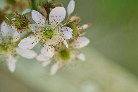 cherry blossoms on the branches of a cherry tree. dreamy, delicate petals that bloom in spring