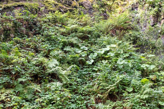 Background of densely growing green ferns and mosses on a wet rock wall