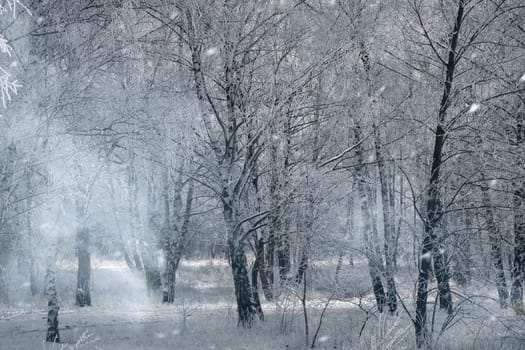 snowy birch forest on the outskirts of Berlin. Frost forms ice crystals on the branches. Clear, cold air and sun rays while walking.