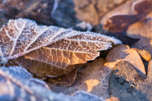 Ice crystals on leaves lying on the ground. Close up of frozen water. Macro shot from nature
