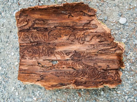 Close-up view of the inside of a piece of tree bark with bark beetle feeding marks on fine gravel subsoil in top view.