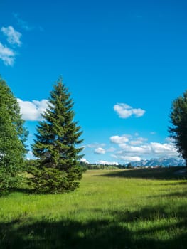 Landscape view with a single young pine tree at the edge of a forest on a pasture in Bavaria with the first foothills of the alpine mountains in the background under a blue sky with a few white clouds in the sunshine.