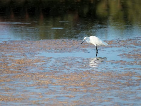 Great egret (Ardea alba), real wildlife - no ZOO