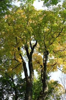 Beautiful colorful autumn leaves on tall tree. Green yellow leaves hanging on tree in autumn