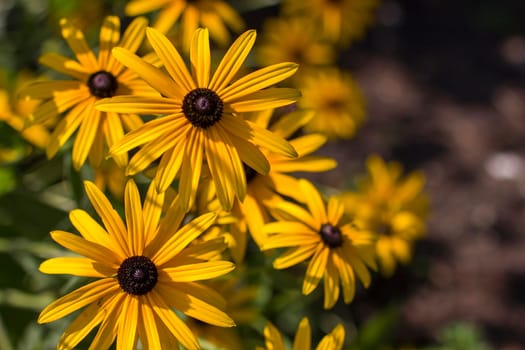 Flowers - Rudbeckia fulgida or Goldsturm in full bloom in the garden.