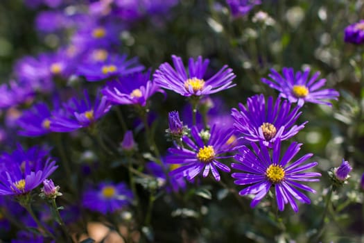 Aster amellus flowers -  aster with dark purple blossoms - soft focus